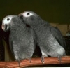 Talkative-African-Grey-parrots-now-