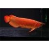 Arowana fishes of all breed and sizes ready for sale!!!!!