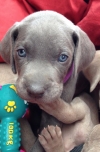 Weimaraner pups