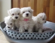 Adorable outstanding Maltese puppies