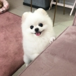 Akc Reg Pomeranian Puppies For Sale