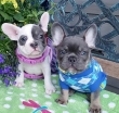 Akc-French-Bullies-looking-for-loving-homes